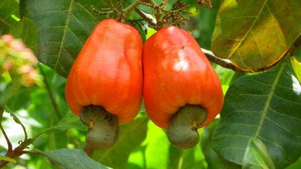 Togo exported XOF7 billion of cashew in 2018, against XOF2.5 billion the year before