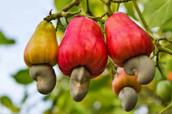 Togo exported 388t of cashew nuts to the EU by end September 2019, up 189% y/y