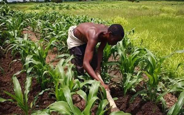In Togo, agriculture is still highly under-financed by banks